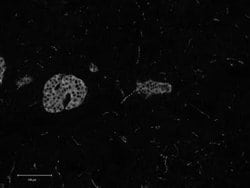 Synaptophysin Antibody (7H12) - Azide and BSA Free, Novus Biologicals 0.1 mL | Buy Online | Novus Biologicals | Fisher Scientific